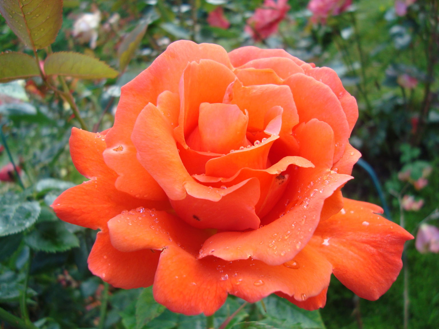 Rosa ‘Alexander’ — klar oransje rose med daggdrypp