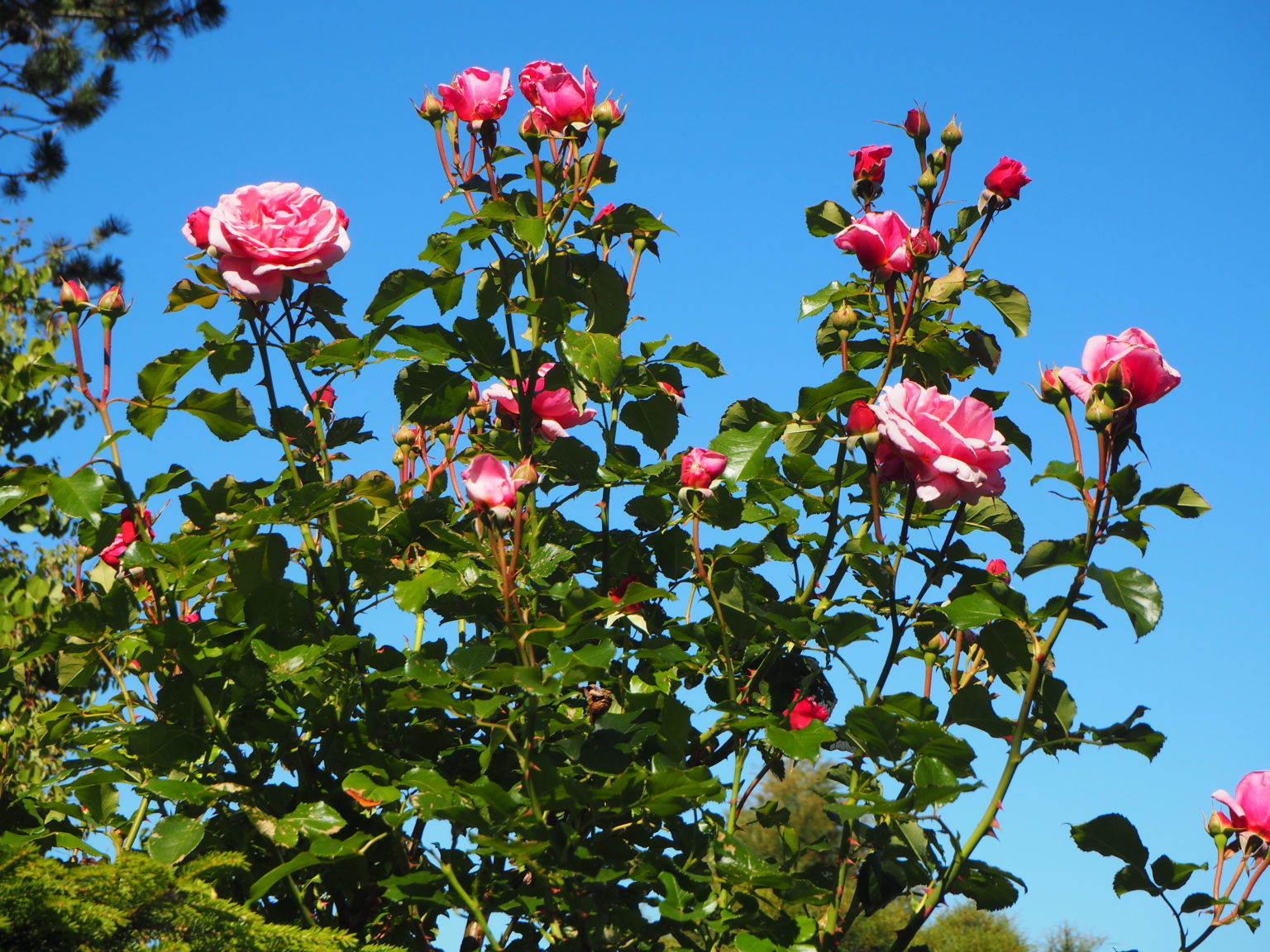 Rosa ‘Aloha’ — rosa klatreroser mot klar blå himmel