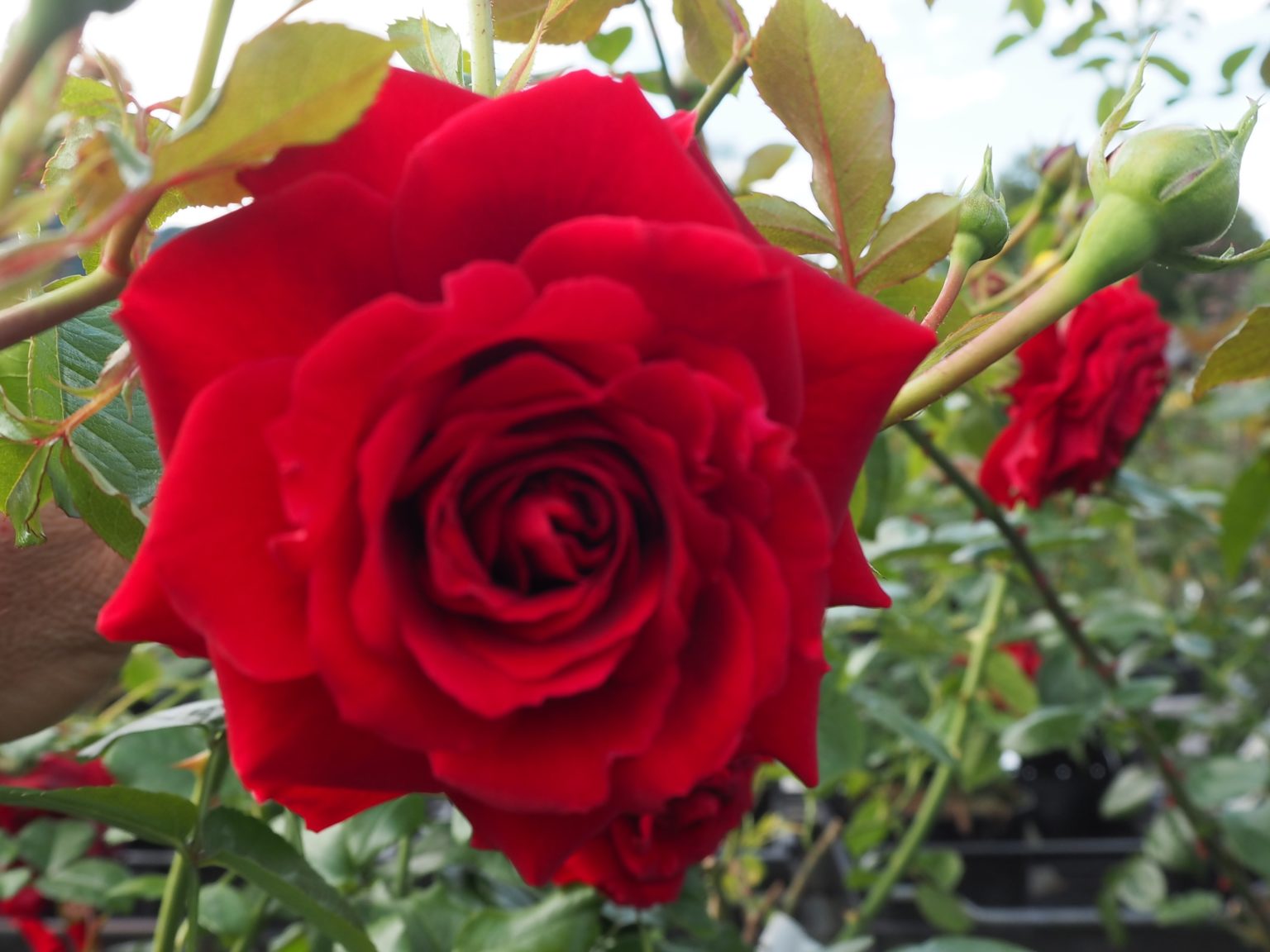 Rosa ‘Grand Award’ — djupraud, klassisk teros