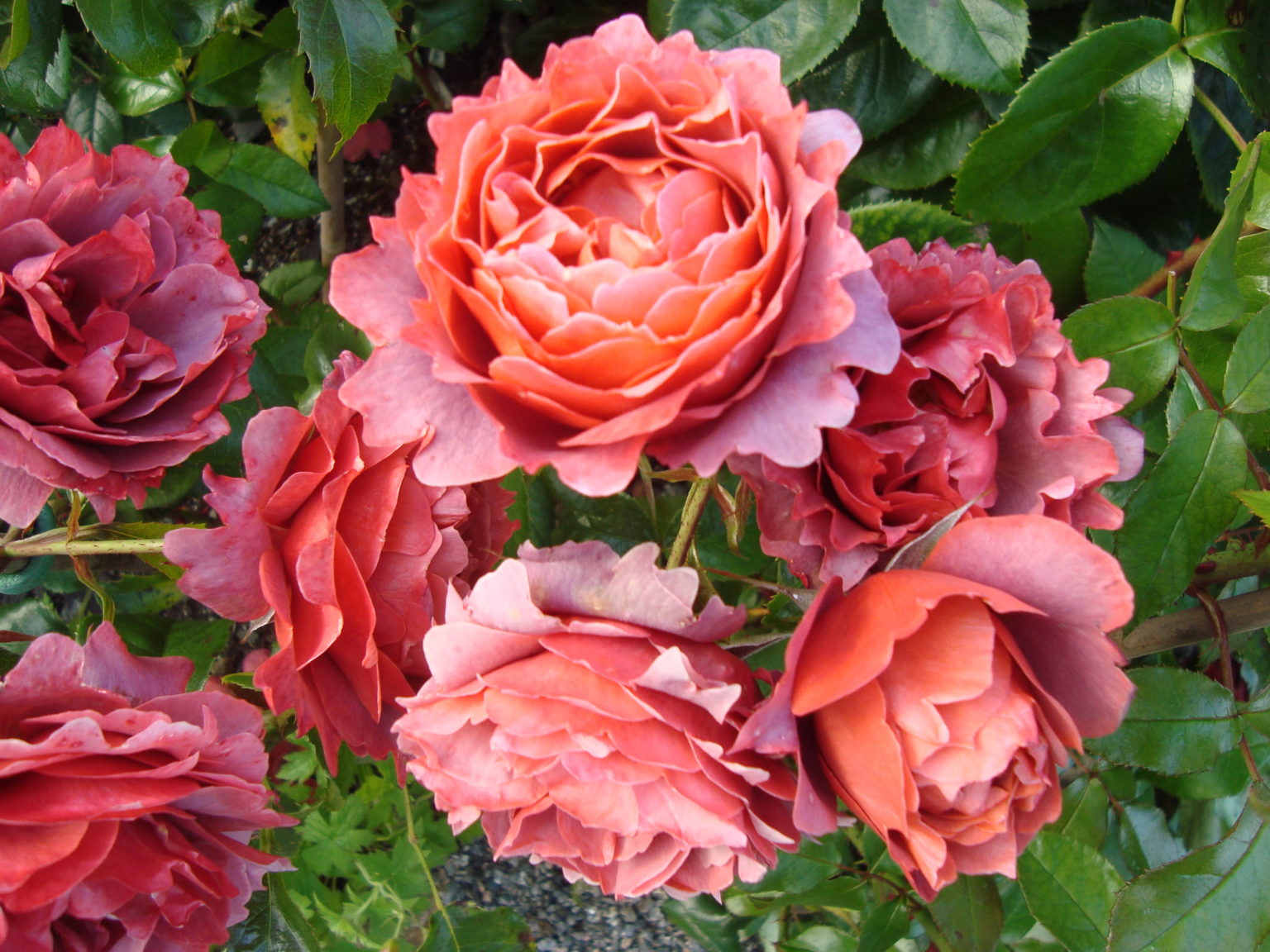 Rosa ‘Hot Chocolate’ — varme, kobberraude blomstrar