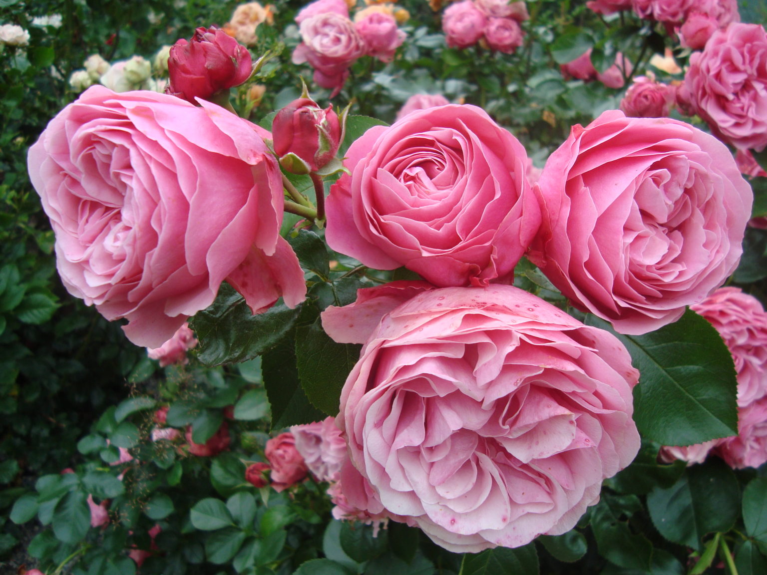 Fullblomstra Rosa ‘Leonardo Da Vinci’ i rosa fargar