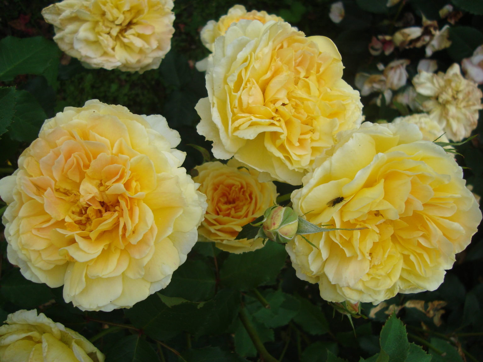 Rosa ‘Molineux’ — gyldengule, fylda engelske roser